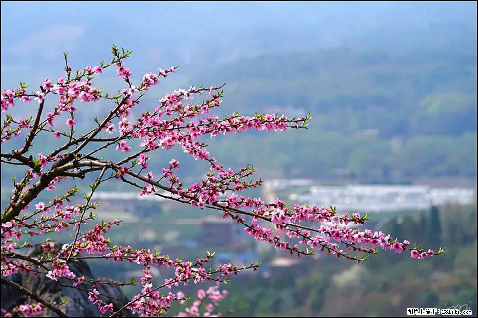 【春天，广西桂林灌阳县向您发出邀请！】望月岭上桃花开 - 游山玩水 - 濮阳生活社区 - 濮阳28生活网 puyang.28life.com