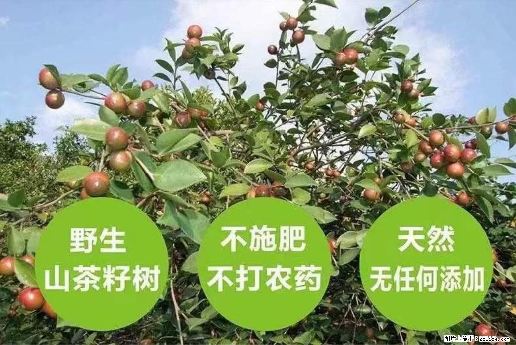 【灌阳县油茶产业示范区】一个有着充实的精神生活的人,对待身外之物自会有一种淡泊的态度 - 美食天地 - 濮阳生活社区 - 濮阳28生活网 puyang.28life.com