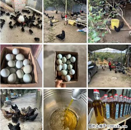 油茶园从小鸡仔开始养起的纯土鸡、土鸡蛋可以预定啦!还有前几天刚榨的纯山茶油哦 - 土特产 - 饮食特产 - 濮阳分类信息 - 濮阳28生活网 puyang.28life.com