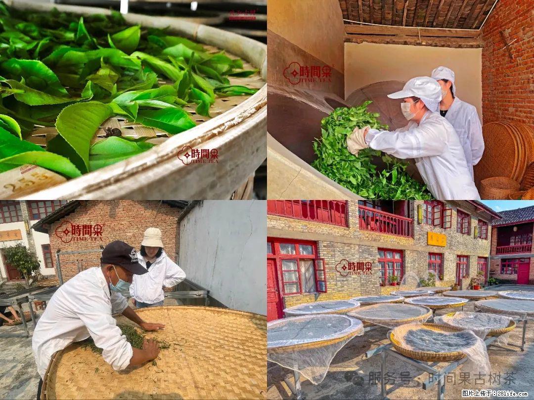 时间果百年古树龙珠普洱生茶 - 购物交流 - 濮阳生活社区 - 濮阳28生活网 puyang.28life.com