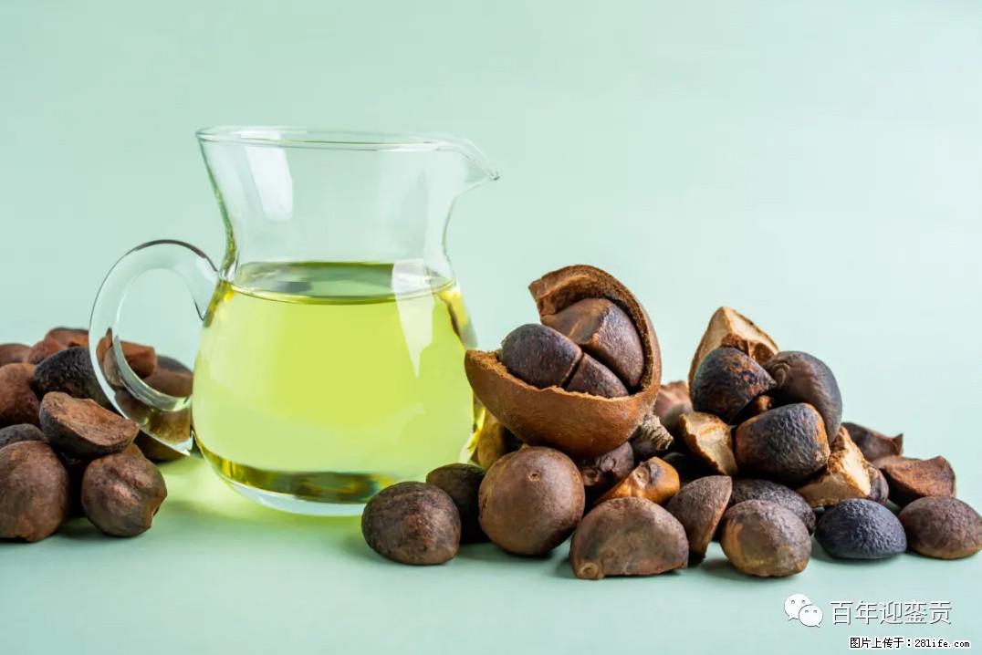 世界没有真相，只有认知，最好的食用油是中国的山茶油！ - 濮阳生活资讯 - 濮阳28生活网 puyang.28life.com