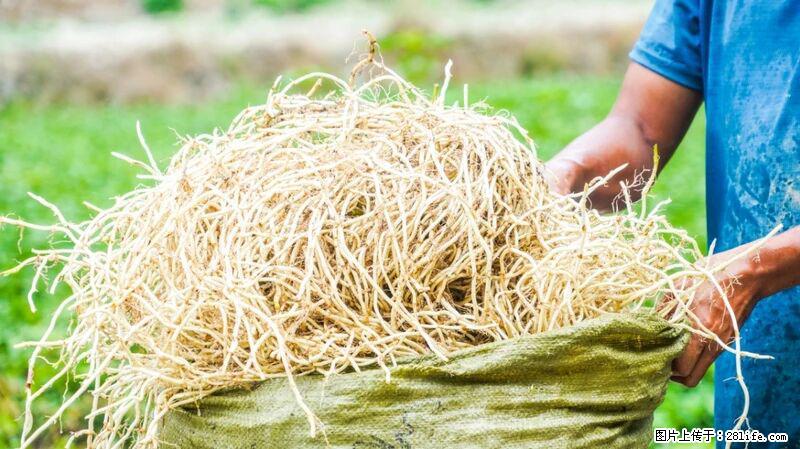 堪称“最难吃”的蔬菜，却是 “抗辐射神器”，还能护肺、清热、止咳化痰！ - 濮阳生活资讯 - 濮阳28生活网 puyang.28life.com