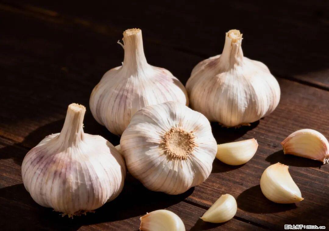 关于大蒜,除了“天然抗生素”,这4个谣言更该警惕! - 濮阳生活资讯 - 濮阳28生活网 puyang.28life.com