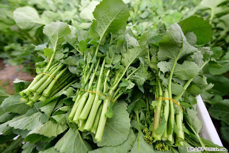 这些蔬菜是“天然钙片”，这6种被医生重点推荐 - 濮阳生活资讯 - 濮阳28生活网 puyang.28life.com